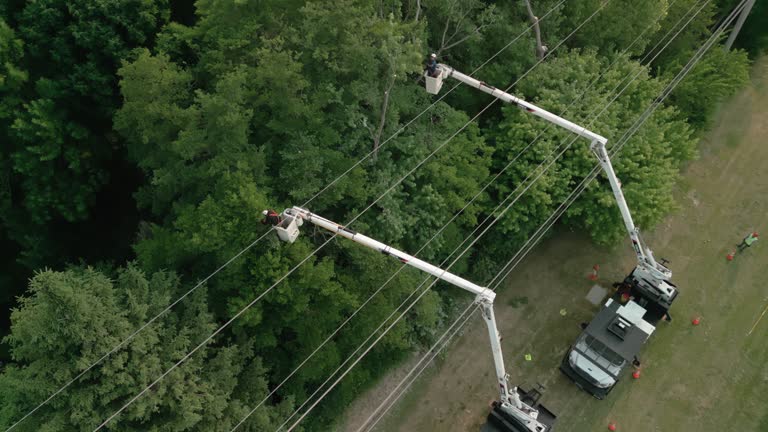 How Our Tree Care Process Works  in Bear Creek, FL